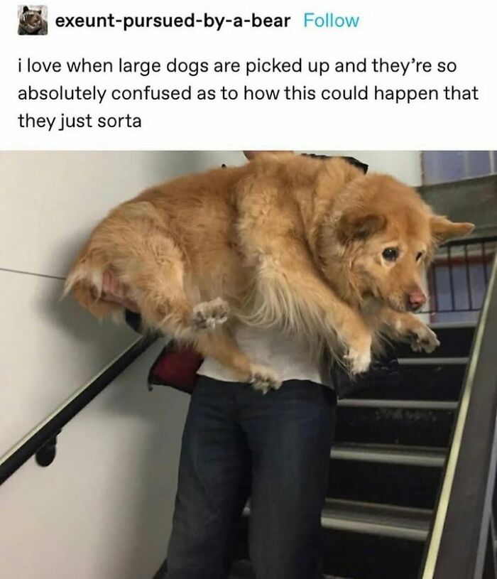 Wait Till You See These Hilarious Dog Memes That Nail Just How Weird Dogs Are