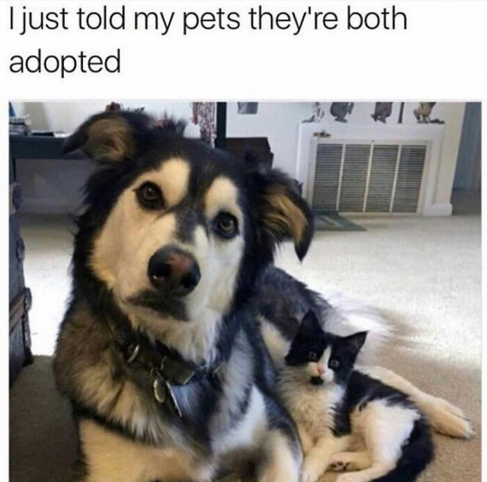 Wait Till You See These Hilarious Dog Memes That Nail Just How Weird Dogs Are