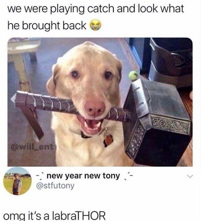 Wait Till You See These Hilarious Dog Memes That Nail Just How Weird Dogs Are