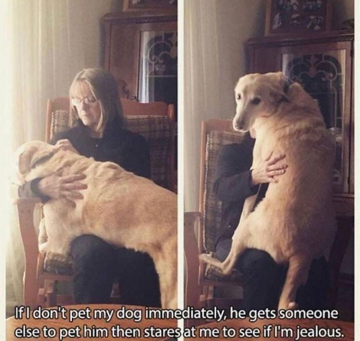Wait Till You See These Hilarious Dog Memes That Nail Just How Weird Dogs Are
