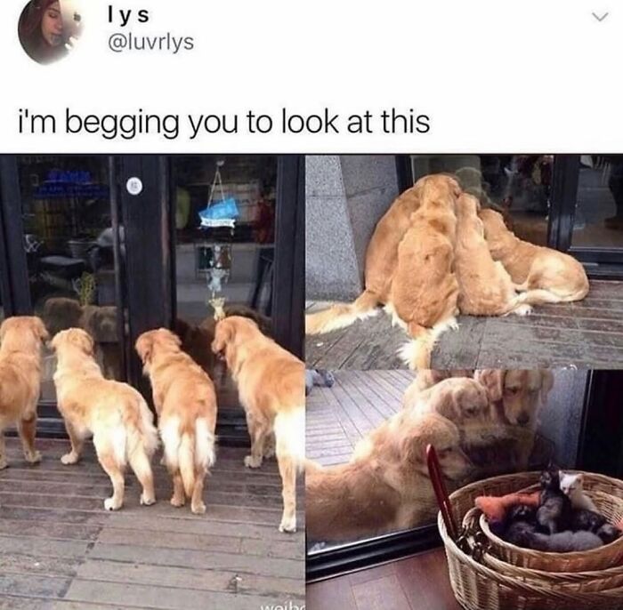 Wait Till You See These Hilarious Dog Memes That Nail Just How Weird Dogs Are
