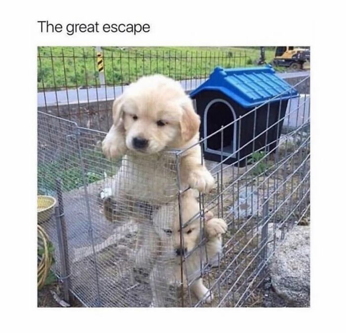 Wait Till You See These Hilarious Dog Memes That Nail Just How Weird Dogs Are