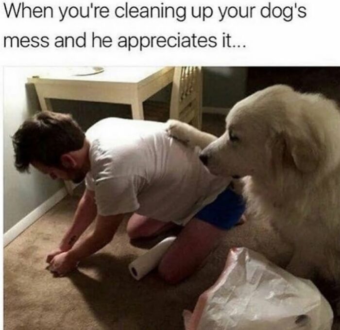 Wait Till You See These Hilarious Dog Memes That Nail Just How Weird Dogs Are