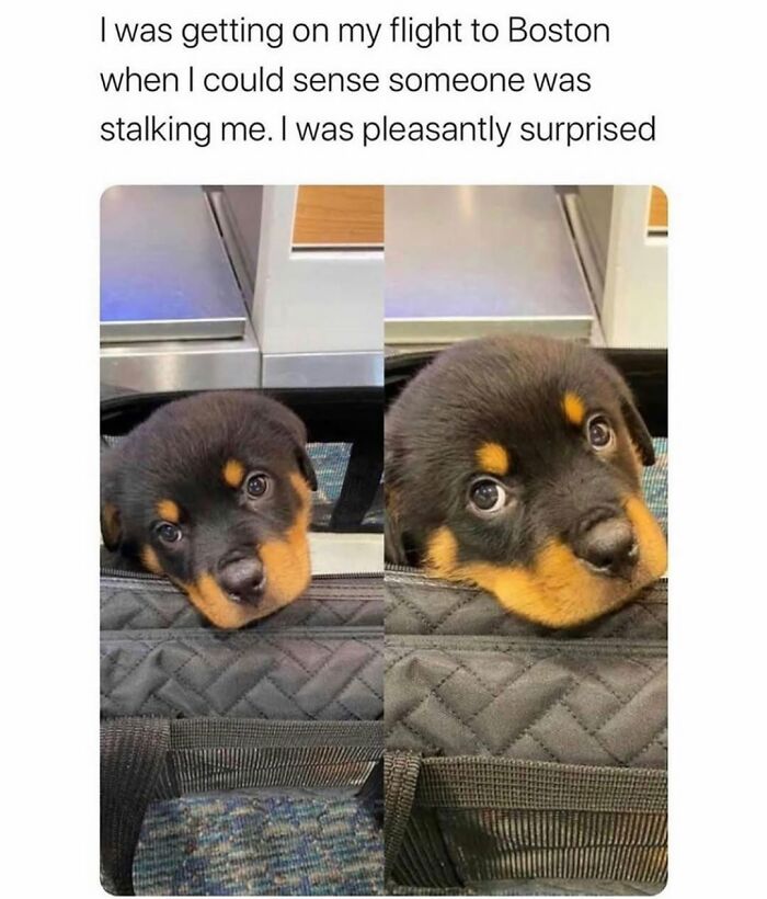 Wait Till You See These Hilarious Dog Memes That Nail Just How Weird Dogs Are