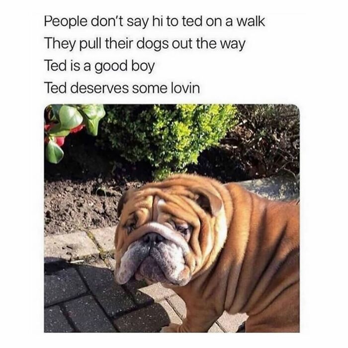 Wait Till You See These Hilarious Dog Memes That Nail Just How Weird Dogs Are