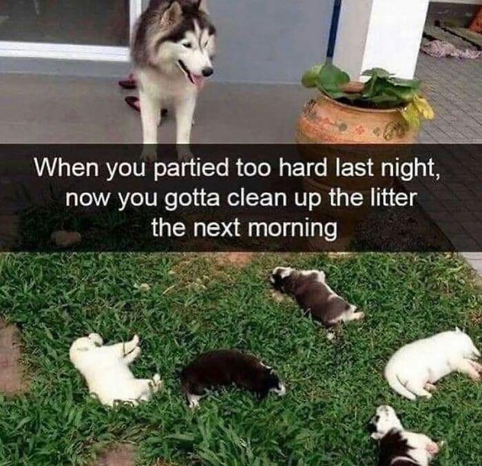 Wait Till You See These Hilarious Dog Memes That Nail Just How Weird Dogs Are