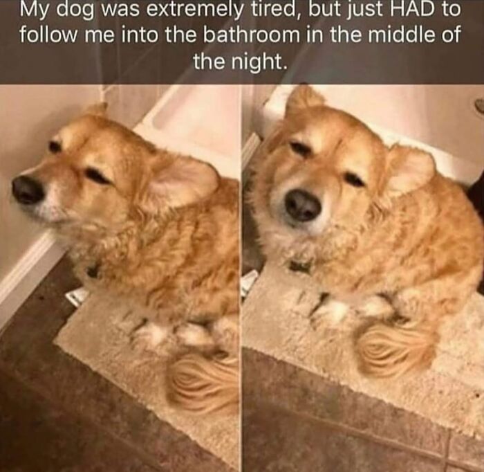 Wait Till You See These Hilarious Dog Memes That Nail Just How Weird Dogs Are