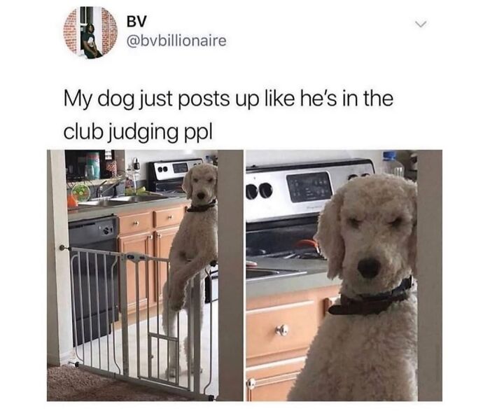 Wait Till You See These Hilarious Dog Memes That Nail Just How Weird Dogs Are