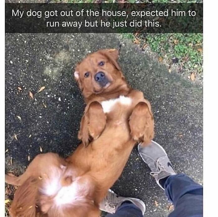 Wait Till You See These Hilarious Dog Memes That Nail Just How Weird Dogs Are