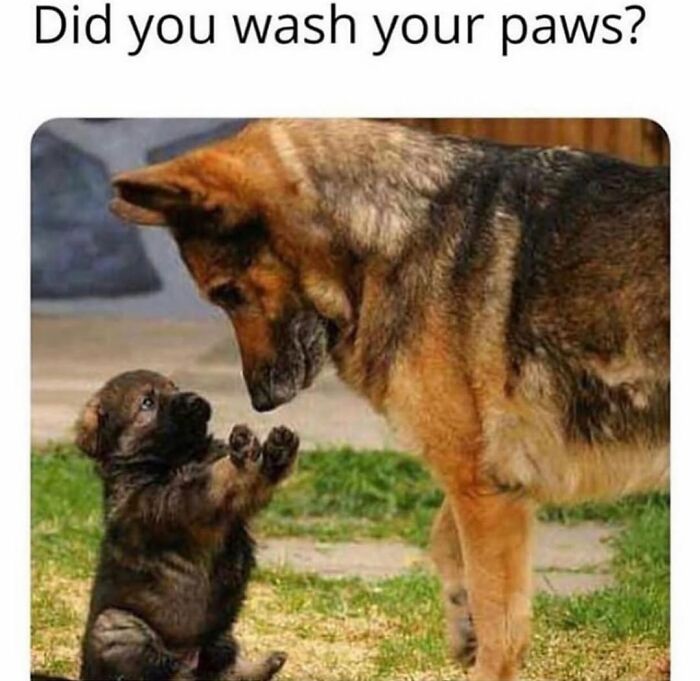 Wait Till You See These Hilarious Dog Memes That Nail Just How Weird Dogs Are