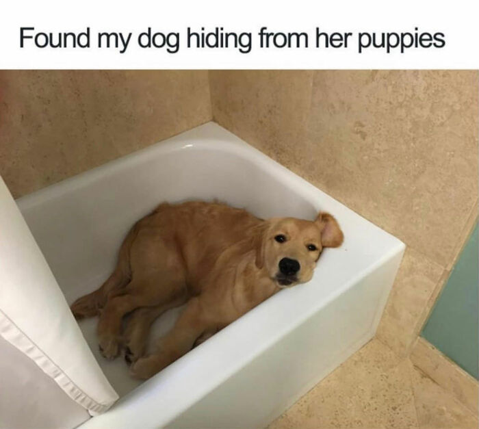 Wait Till You See These Hilarious Dog Memes That Nail Just How Weird Dogs Are