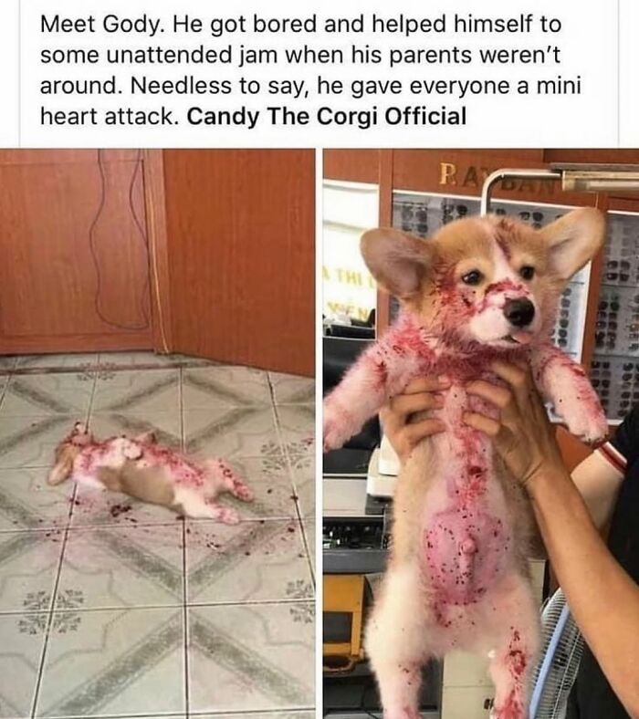 Wait Till You See These Hilarious Dog Memes That Nail Just How Weird Dogs Are