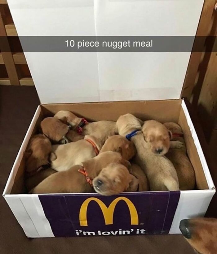 Wait Till You See These Hilarious Dog Memes That Nail Just How Weird Dogs Are