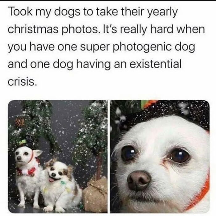 Wait Till You See These Hilarious Dog Memes That Nail Just How Weird Dogs Are