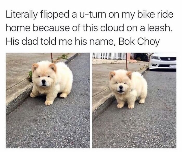Wait Till You See These Hilarious Dog Memes That Nail Just How Weird Dogs Are