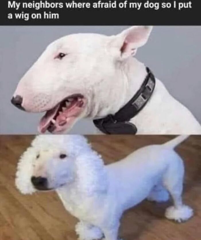 Wait Till You See These Hilarious Dog Memes That Nail Just How Weird Dogs Are