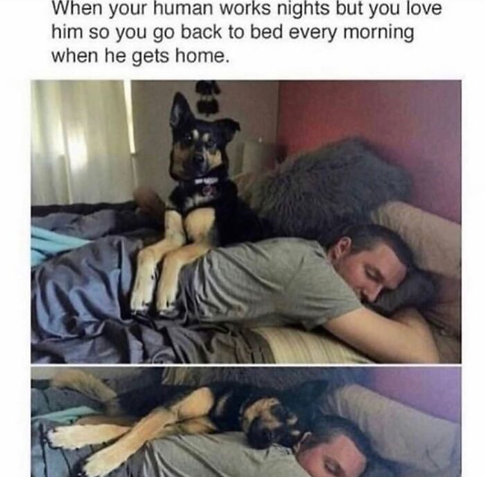 Wait Till You See These Hilarious Dog Memes That Nail Just How Weird Dogs Are