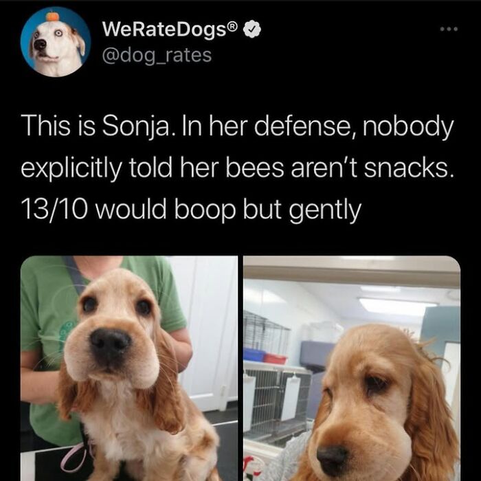 Wait Till You See These Hilarious Dog Memes That Nail Just How Weird Dogs Are