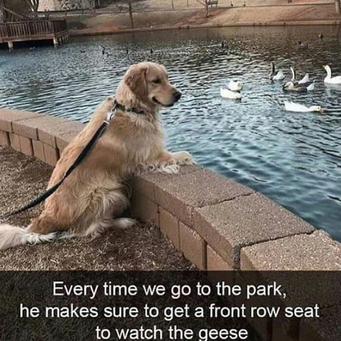 Wait Till You See These Hilarious Dog Memes That Nail Just How Weird Dogs Are