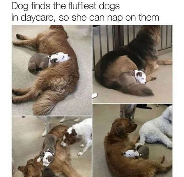 Wait Till You See These Hilarious Dog Memes That Nail Just How Weird Dogs Are