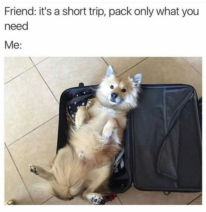 Wait Till You See These Hilarious Dog Memes That Nail Just How Weird Dogs Are