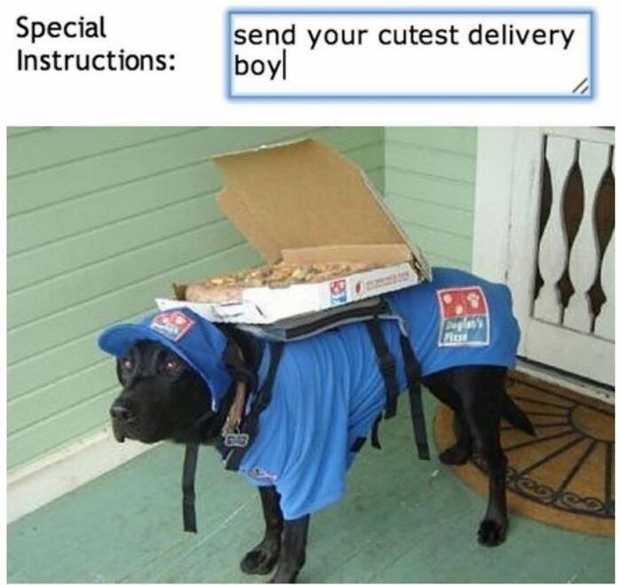 Wait Till You See These Hilarious Dog Memes That Nail Just How Weird Dogs Are