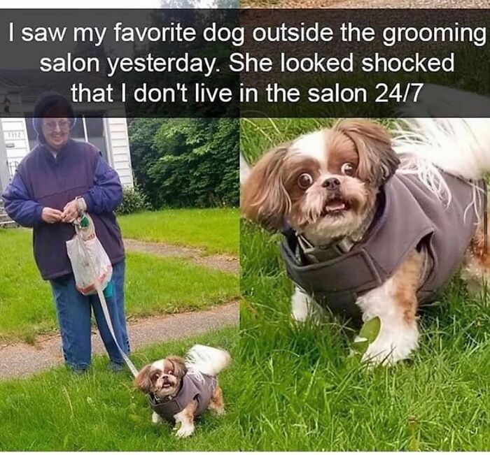 Wait Till You See These Hilarious Dog Memes That Nail Just How Weird Dogs Are