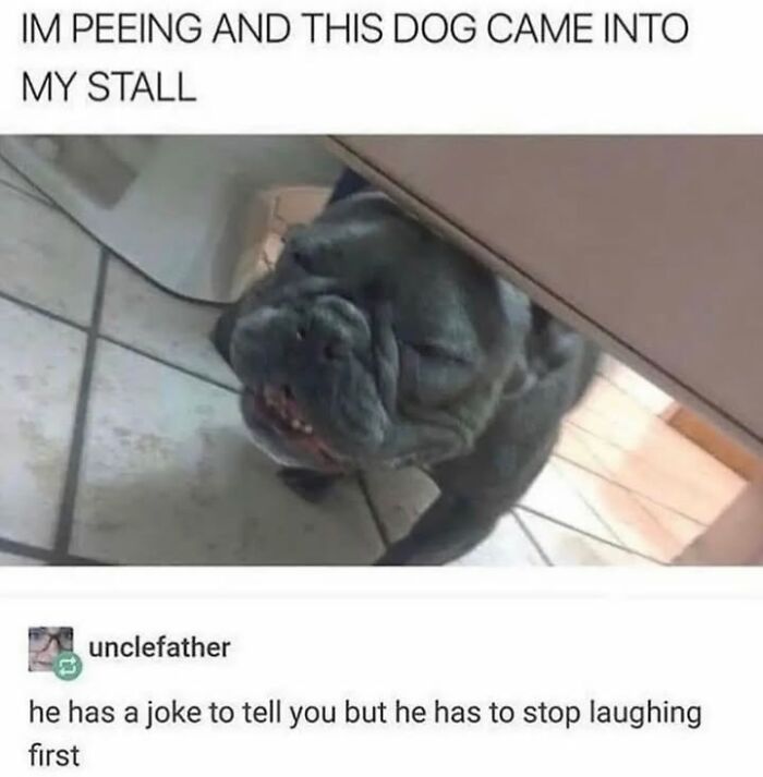 Wait Till You See These Hilarious Dog Memes That Nail Just How Weird Dogs Are