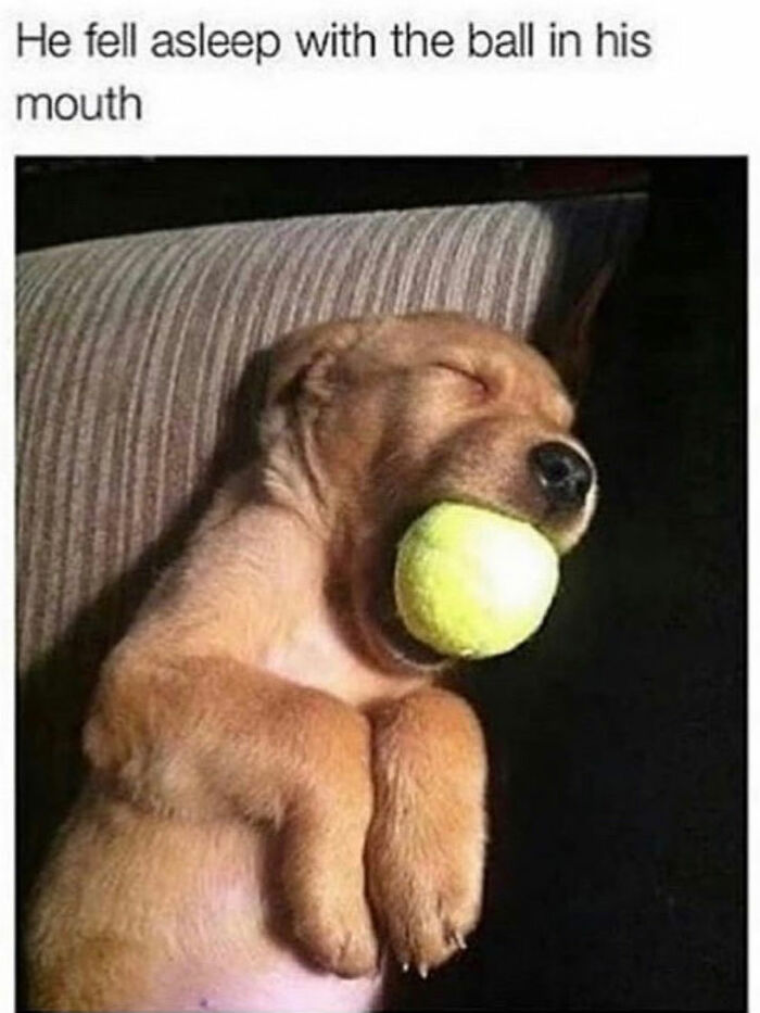 Wait Till You See These Hilarious Dog Memes That Nail Just How Weird Dogs Are