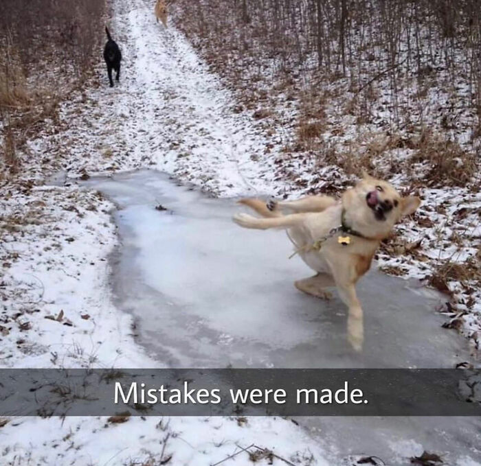 Wait Till You See These Hilarious Dog Memes That Nail Just How Weird Dogs Are