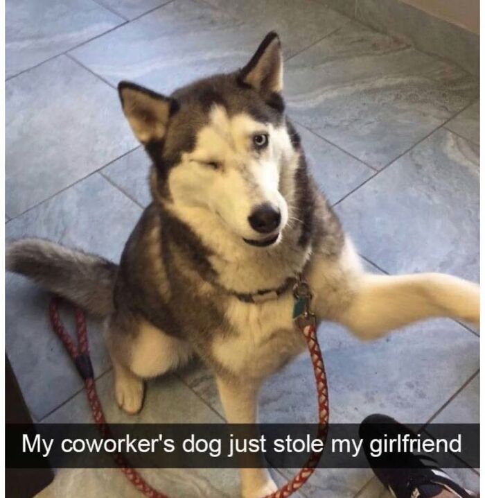 Wait Till You See These Hilarious Dog Memes That Nail Just How Weird Dogs Are