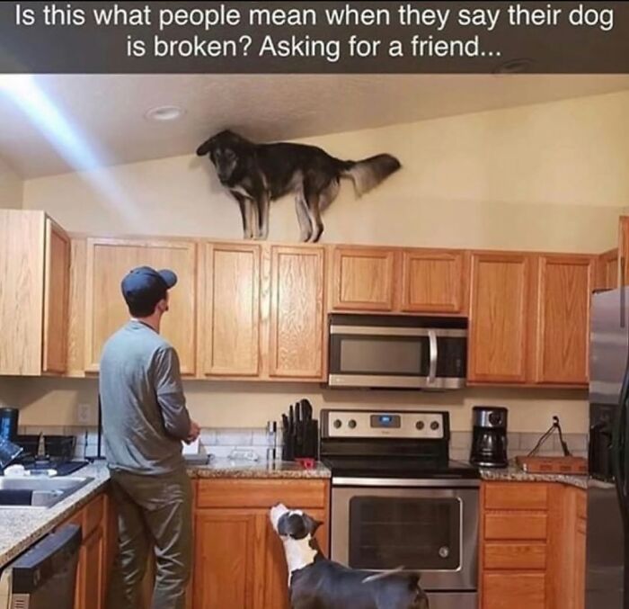 Wait Till You See These Hilarious Dog Memes That Nail Just How Weird Dogs Are