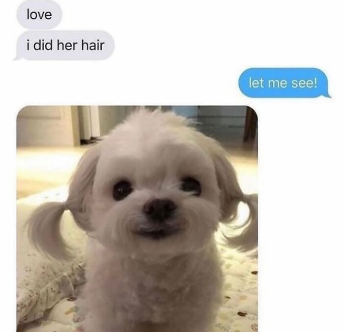 Wait Till You See These Hilarious Dog Memes That Nail Just How Weird Dogs Are