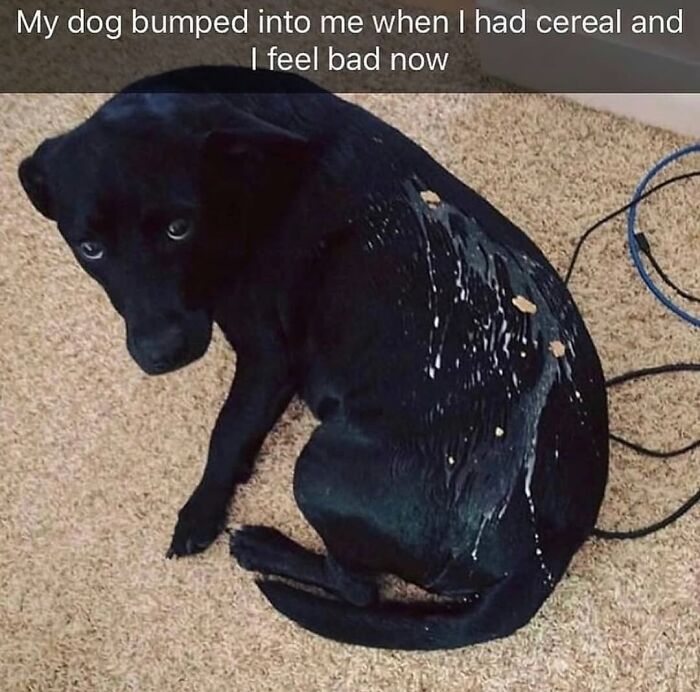 Wait Till You See These Hilarious Dog Memes That Nail Just How Weird Dogs Are