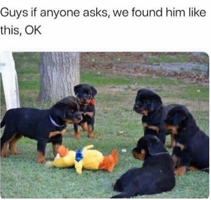 Wait Till You See These Hilarious Dog Memes That Nail Just How Weird Dogs Are