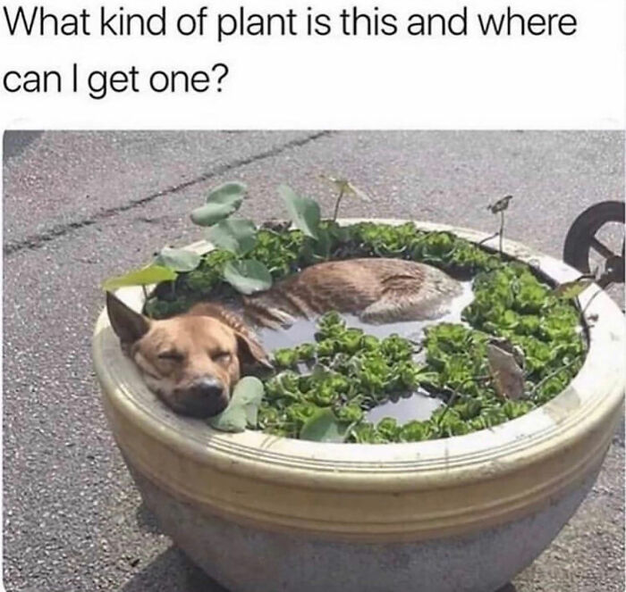 Wait Till You See These Hilarious Dog Memes That Nail Just How Weird Dogs Are
