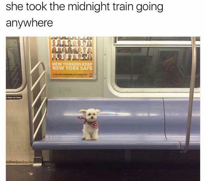 Wait Till You See These Hilarious Dog Memes That Nail Just How Weird Dogs Are