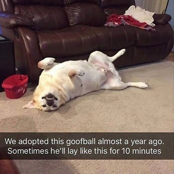 Wait Till You See These Hilarious Dog Memes That Nail Just How Weird Dogs Are