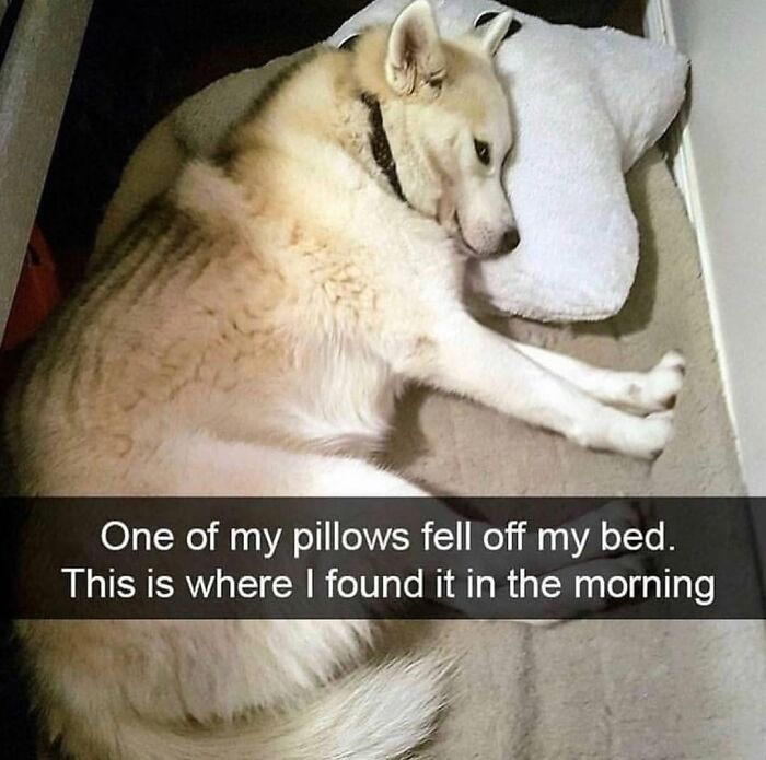 Wait Till You See These Hilarious Dog Memes That Nail Just How Weird Dogs Are