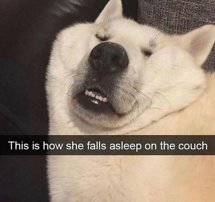 Wait Till You See These Hilarious Dog Memes That Nail Just How Weird Dogs Are