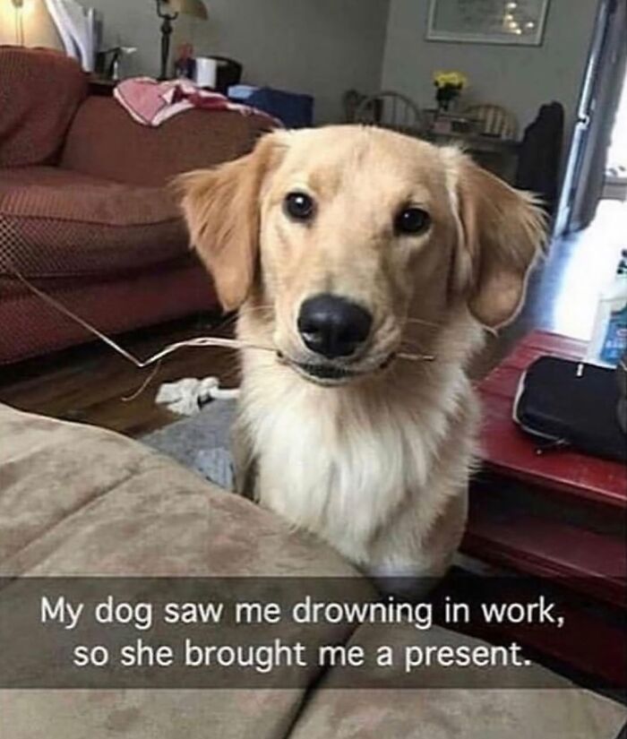 Wait Till You See These Hilarious Dog Memes That Nail Just How Weird Dogs Are