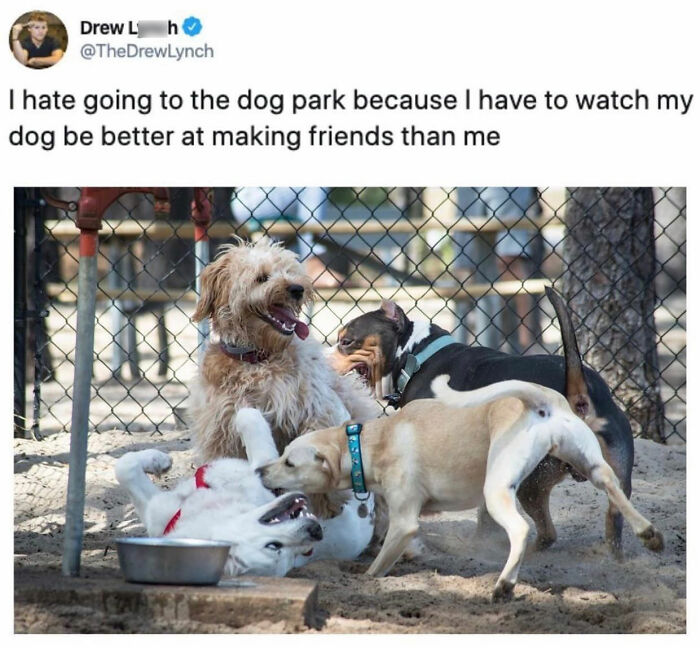 Wait Till You See These Hilarious Dog Memes That Nail Just How Weird Dogs Are