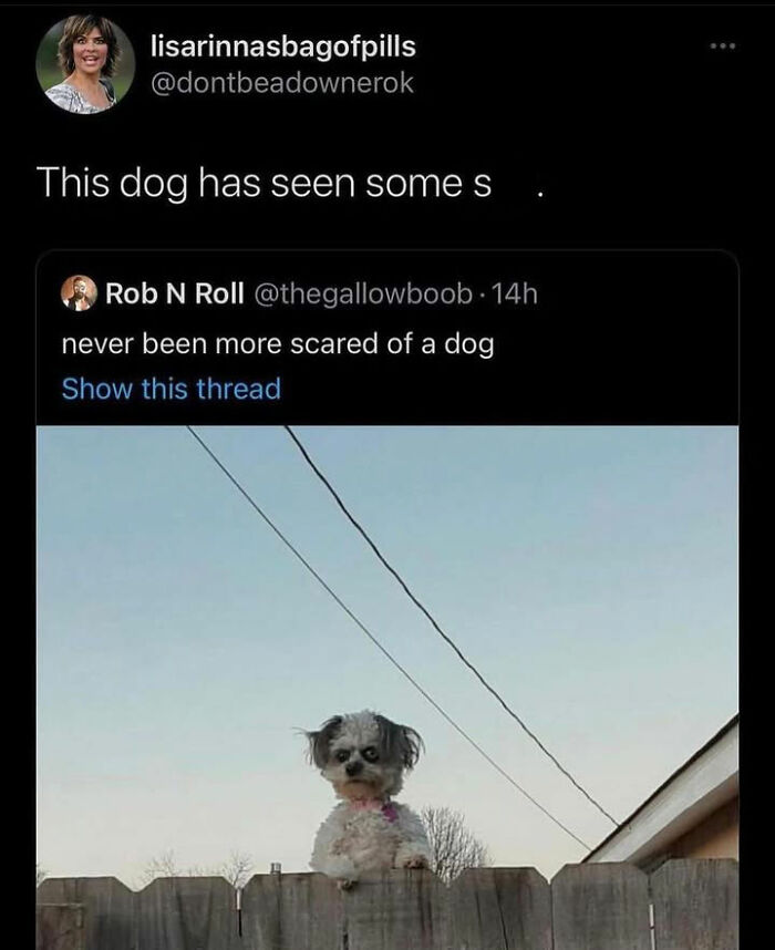 Wait Till You See These Hilarious Dog Memes That Nail Just How Weird Dogs Are