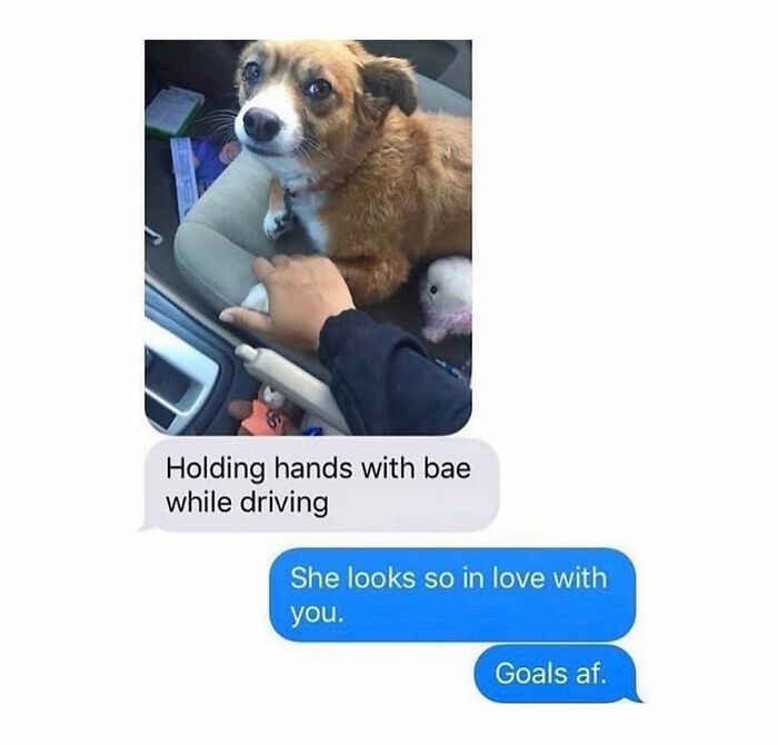Wait Till You See These Hilarious Dog Memes That Nail Just How Weird Dogs Are