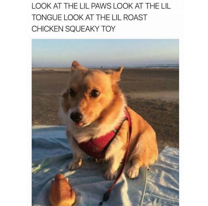 Wait Till You See These Hilarious Dog Memes That Nail Just How Weird Dogs Are