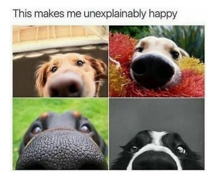 Wait Till You See These Hilarious Dog Memes That Nail Just How Weird Dogs Are
