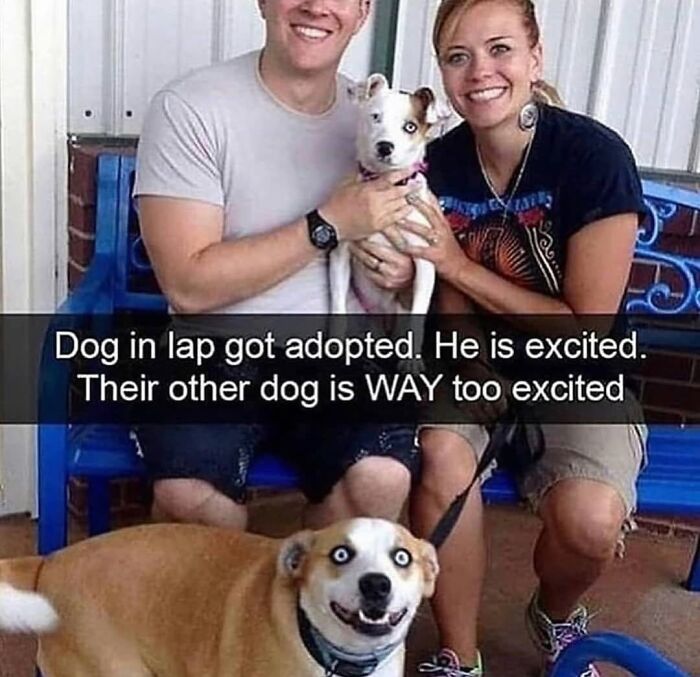 Wait Till You See These Hilarious Dog Memes That Nail Just How Weird Dogs Are