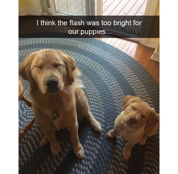 Wait Till You See These Hilarious Dog Memes That Nail Just How Weird Dogs Are