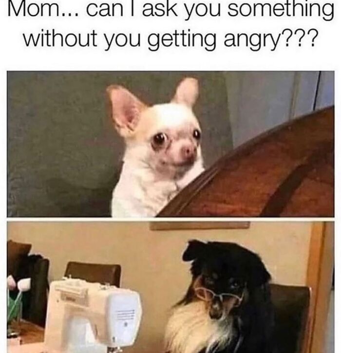 Wait Till You See These Hilarious Dog Memes That Nail Just How Weird Dogs Are