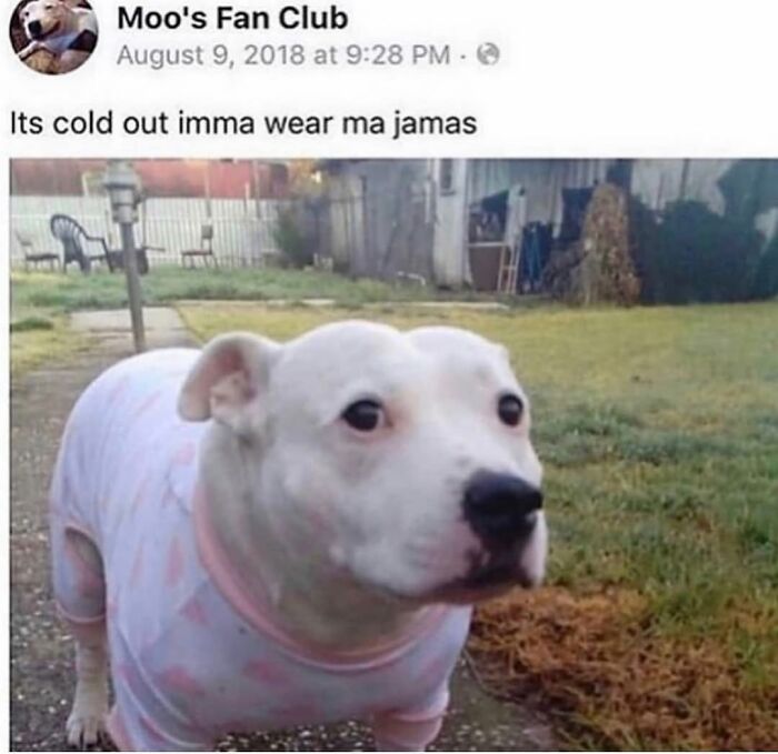Wait Till You See These Hilarious Dog Memes That Nail Just How Weird Dogs Are